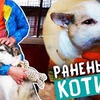 реклама в блоге chihuasophieanny_magik реклама в блоге chihuasophieanny_magik