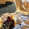 реклама в блоге nika_zubra реклама в блоге nika_zubra