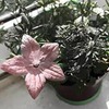 фотография Алина Скрипкина фотография Алина Скрипкина