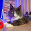 реклама у блоггера Аня Илвреке реклама у блоггера Аня Илвреке