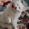 реклама в блоге Архелия Лихуд реклама в блоге Архелия Лихуд