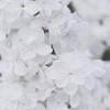 лучшие фото Елена Втреве лучшие фото Елена Втреве