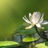 реклама на блоге Яна Счастье реклама на блоге Яна Счастье
