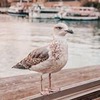 фото на странице Маргарита Кан фото на странице Маргарита Кан