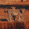 новое фото Дмитрий Куликов новое фото Дмитрий Куликов