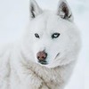 лучшие фото Ярослав Шураев лучшие фото Ярослав Шураев
