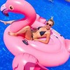 заказать рекламу у блоггера Алиса Мадамалла заказать рекламу у блоггера Алиса Мадамалла