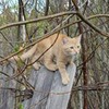 реклама в блоге Анастасия Волкова (Пфефочка) реклама в блоге Анастасия Волкова (Пфефочка)