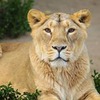новое фото Ольга Локертс новое фото Ольга Локертс