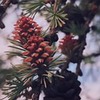 новое фото Лили-Эвелина новое фото Лили-Эвелина