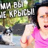 разместить рекламу в блоге Аня Илвреке разместить рекламу в блоге Аня Илвреке