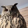 разместить рекламу в блоге Ника Зубра разместить рекламу в блоге Ника Зубра