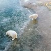 реклама на блоге Алеся Новикова реклама на блоге Алеся Новикова