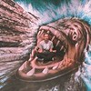 лучшие фото Максим Мернес лучшие фото Максим Мернес
