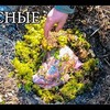 реклама на блоге denis.lesnue реклама на блоге denis.lesnue