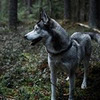 новое фото Андрей Свистунов новое фото Андрей Свистунов