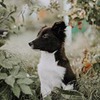 разместить рекламу в блоге Софи Sibirskaya_pelmeshka разместить рекламу в блоге Софи Sibirskaya_pelmeshka