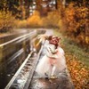 разместить рекламу в блоге Елена Гернович разместить рекламу в блоге Елена Гернович