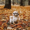 реклама у блоггера Софи Sibirskaya_pelmeshka реклама у блоггера Софи Sibirskaya_pelmeshka