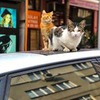 лучшие фото Аня Свердлова лучшие фото Аня Свердлова
