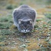 реклама на блоге Андрей Свистунов реклама на блоге Андрей Свистунов