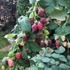 разместить рекламу в блоге с Ириной Готовим разместить рекламу в блоге с Ириной Готовим
