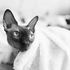 фотография Юлия Фрейд фотография Юлия Фрейд