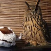 реклама у блоггера nika_zubra реклама у блоггера nika_zubra