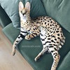 разместить рекламу в блоге Ирина Таранова разместить рекламу в блоге Ирина Таранова