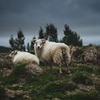 фото на странице Алиса Нот кейк фото на странице Алиса Нот кейк