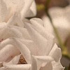 лучшие фото Мария Иолис лучшие фото Мария Иолис