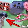 реклама в блоге ellidi_pets реклама в блоге ellidi_pets