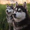 лучшие фото Света Четверня лучшие фото Света Четверня