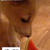 лучшие фото sobakafun лучшие фото sobakafun