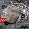 разместить рекламу в блоге sergeydolya разместить рекламу в блоге sergeydolya