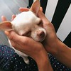 разместить рекламу в блоге Марина Дали разместить рекламу в блоге Марина Дали