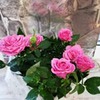 фотография Елена Матвеева фотография Елена Матвеева