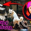 новое фото chihuasophieanny_magik новое фото chihuasophieanny_magik