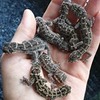 фотография Ника Зубра фотография Ника Зубра