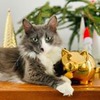 разместить рекламу в блоге Family Magic разместить рекламу в блоге Family Magic
