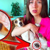разместить рекламу в блоге ellidi_pets разместить рекламу в блоге ellidi_pets