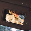 реклама в блоге schastlivaya_samka реклама в блоге schastlivaya_samka