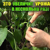 реклама на блоге urozhainyi_ogorod реклама на блоге urozhainyi_ogorod