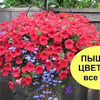 разместить рекламу в блоге elenamatveevabloger разместить рекламу в блоге elenamatveevabloger