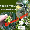 разместить рекламу в блоге Татьяна Субботина разместить рекламу в блоге Татьяна Субботина