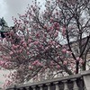 новое фото Виктория Решунова новое фото Виктория Решунова