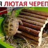 реклама в блоге Макс Максимов реклама в блоге Макс Максимов