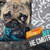 реклама в блоге gleb_kornilov реклама в блоге gleb_kornilov
