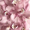 фотография Мария Агалакова фотография Мария Агалакова