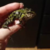 реклама на блоге nika_zubra реклама на блоге nika_zubra